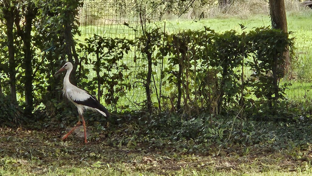 Ooievaar rust in de tuin